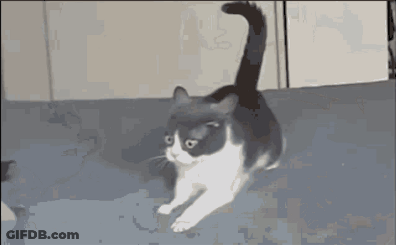 Afraid Cat Seeing Dog Vietnam Flashback GIF