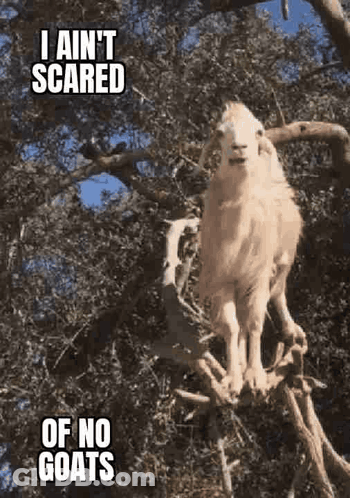 Afraid Of No Goats GIF