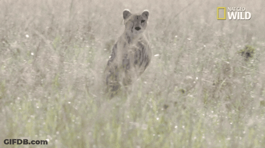 African Big Cat Cheetah Running GIF