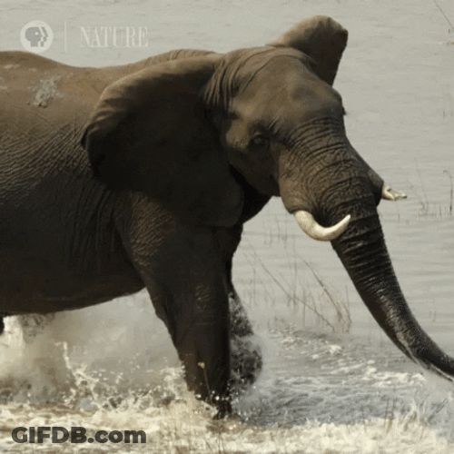 African Bush Elephant Botswana GIF