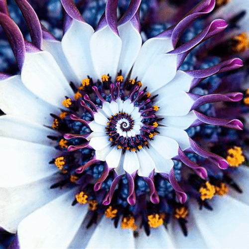 African Daisy Hypnosis Spiral GIF