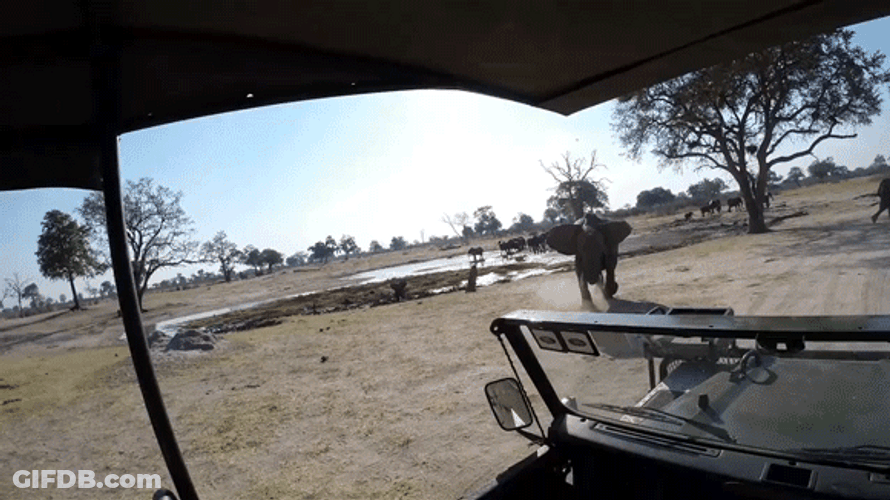 African Elephant GIF