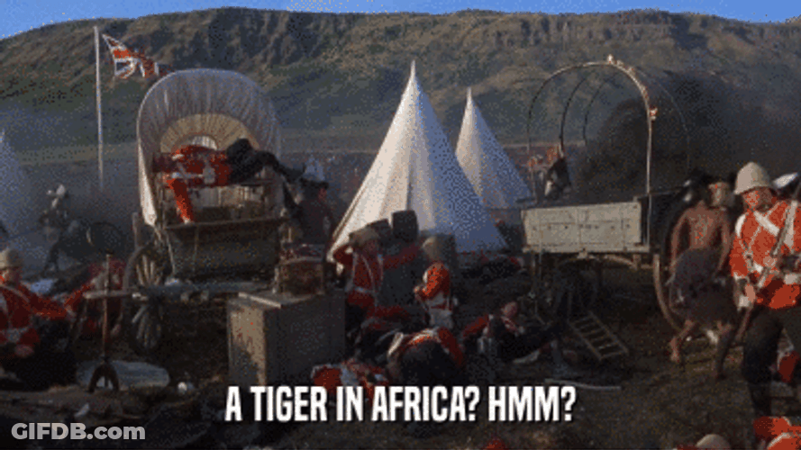 African Tiger Hmm GIF