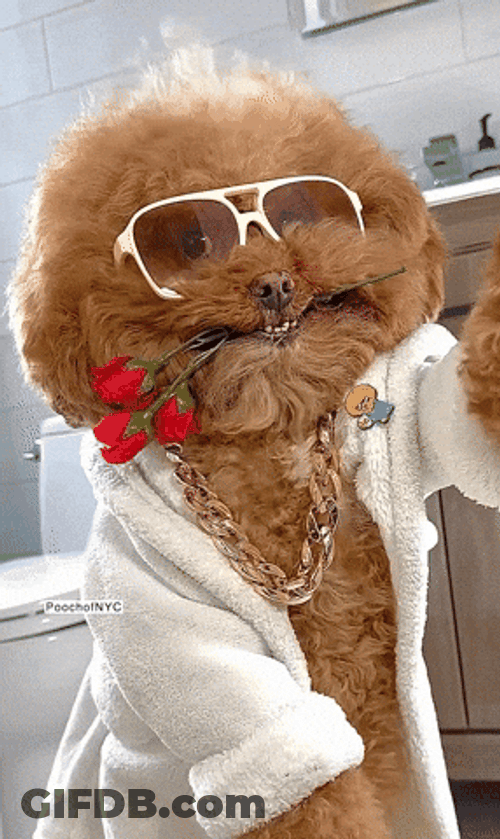 Afro Haired Puppy Wearing Shades GIF
