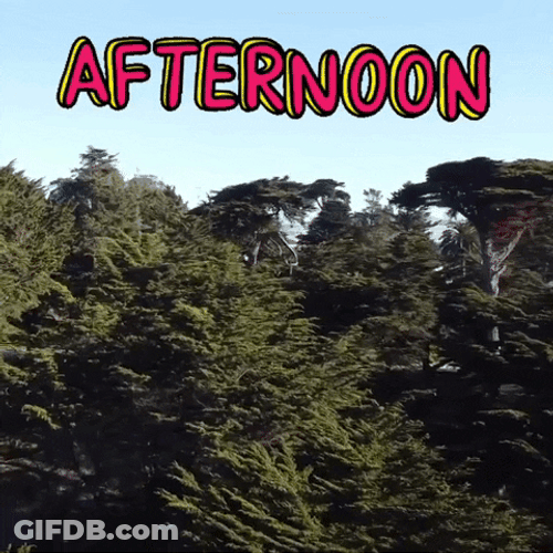 Afternoon Pine Trees GIF