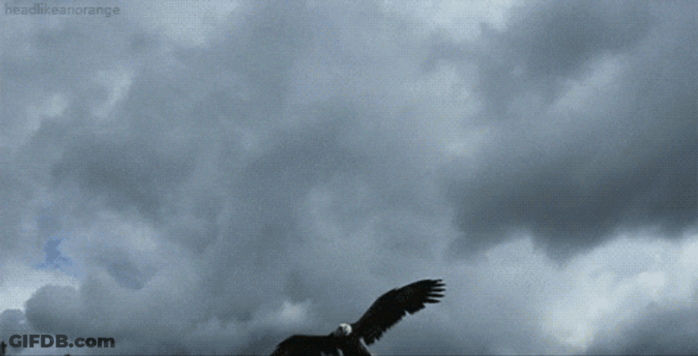 Aggressive Bald Eagle GIF