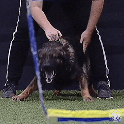 Aggressive German Shepherd GIF