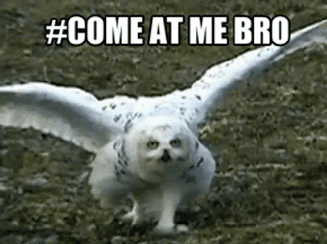 Aggressive Owl Ready To Attack GIF