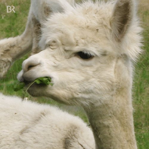 Agriculture Alpaca Eating Grass GIF