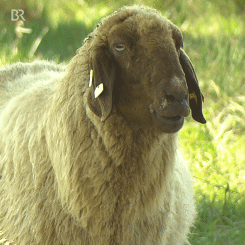 Agriculture Animal Sheep Eating GIF