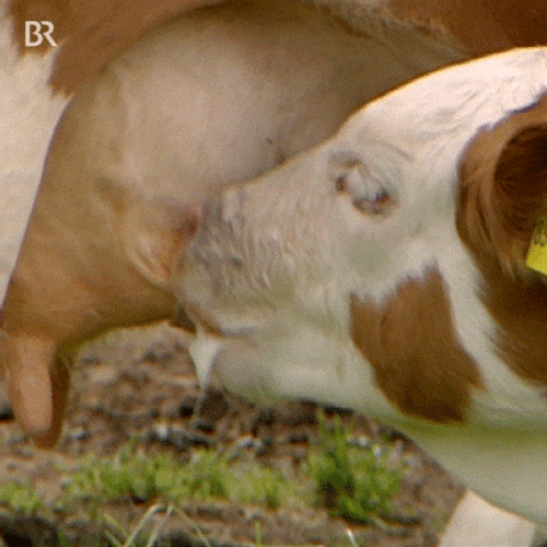 Agriculture Cow Drinking Milk GIF