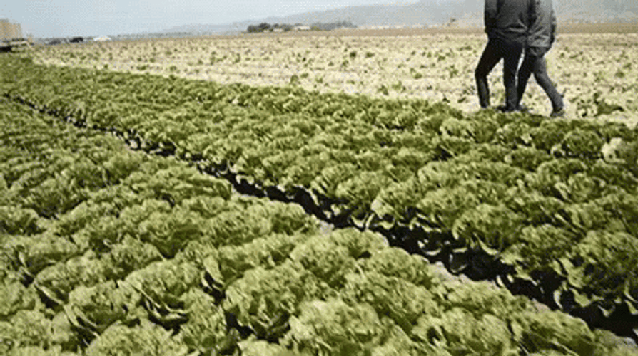Agriculture Farm Crops GIF