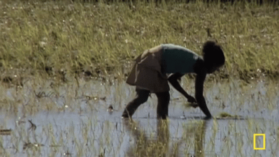 Agriculture Farming National Geographic GIF