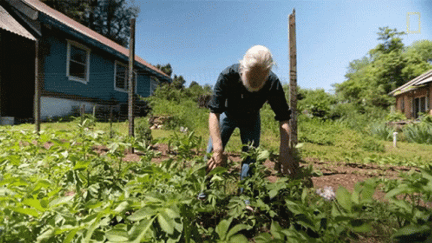 Agriculture Gardening Sam Droege GIF