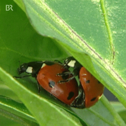Agriculture Ladybugs Couple Reproduction GIF