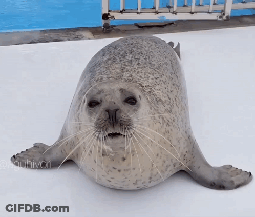 Aguhiyori Agu Seal GIF