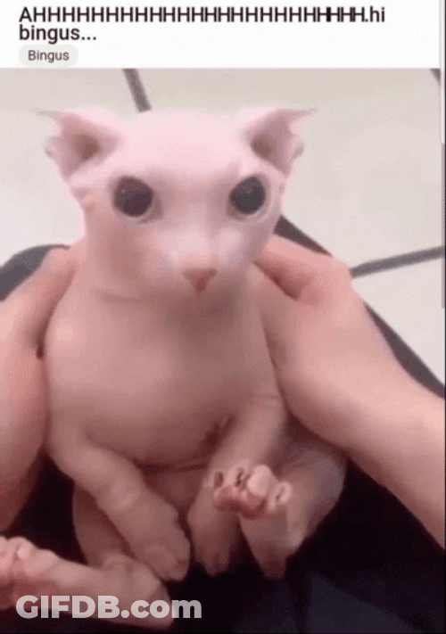 Ah Bingus Sphynx Cat Warp GIF