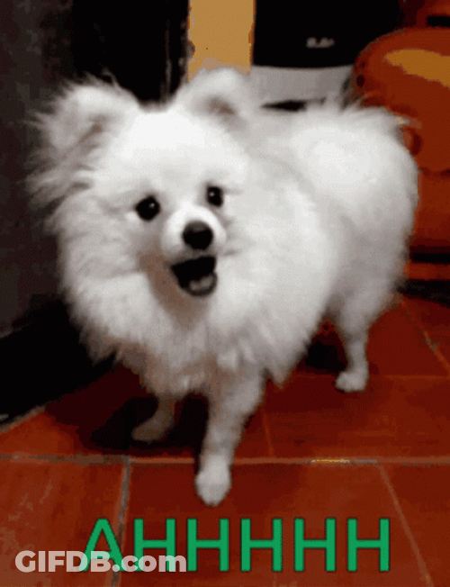 Ahhhh Chihuahua Dog GIF