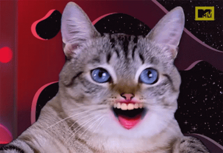 AI Cat Face Swap GIF