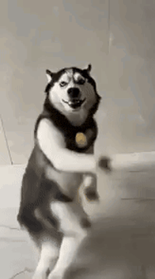 Ai Dog Dancing GIF