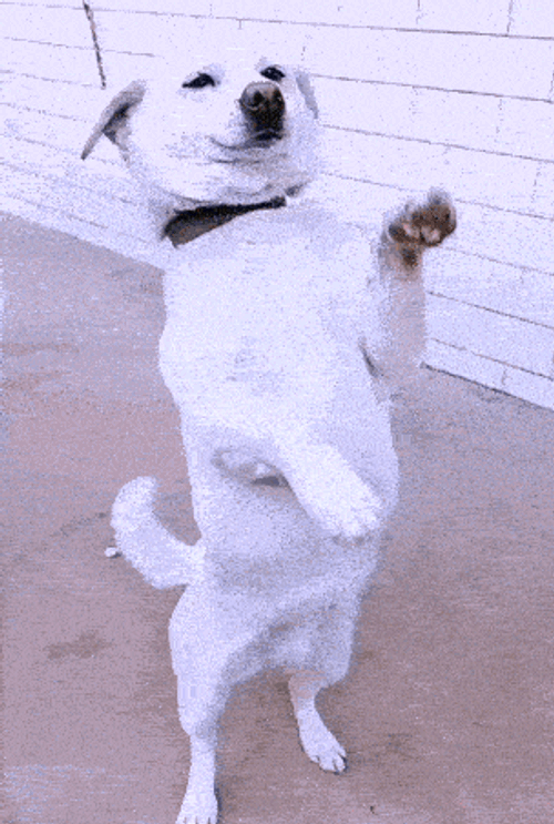 Ai Dog GIF
