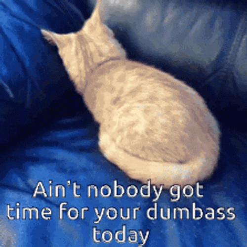 Ain't Nobody Got Time For That Cat Shy GIF