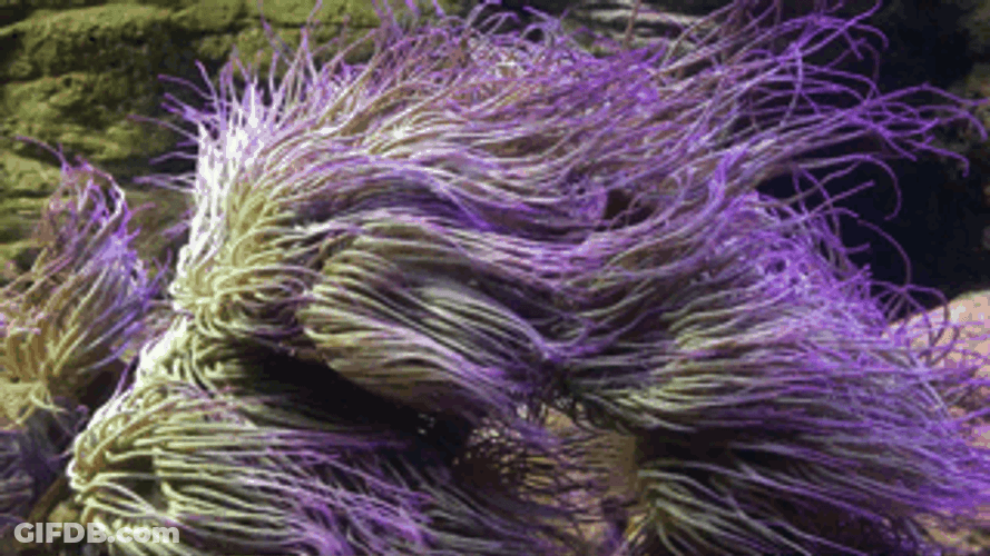 Aiptasia Sea Plant GIF