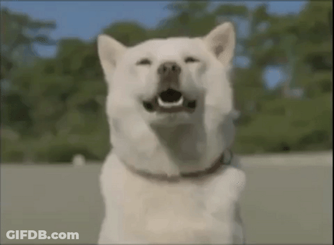 Akita Dog Smile Enjoying Sunny Day GIF