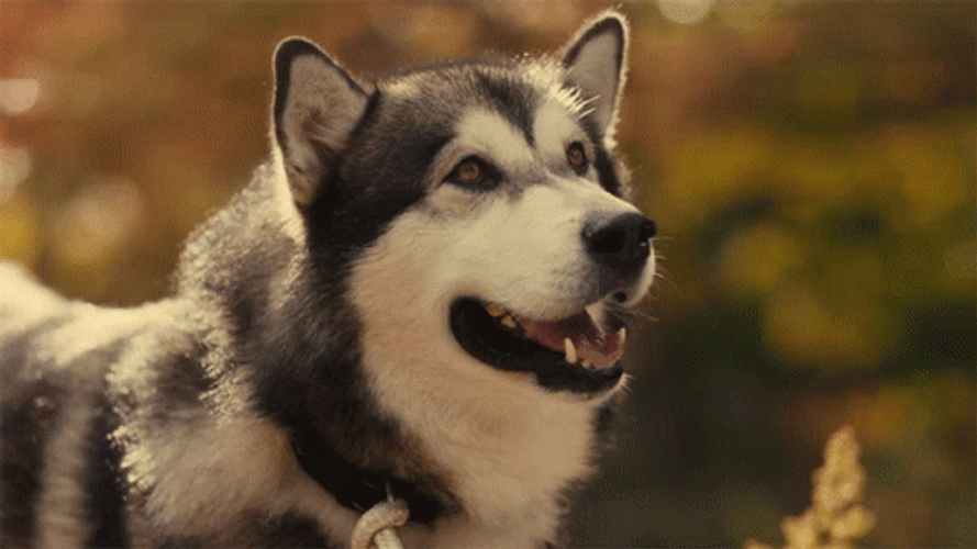 Alaskan Malamute Dog Barking GIF