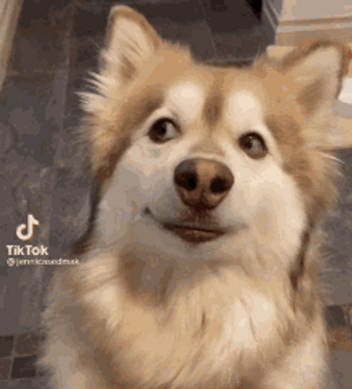 Alaskan Malamute Looking Around GIF