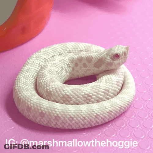 Albino Snake Yawn Cute Animal GIF