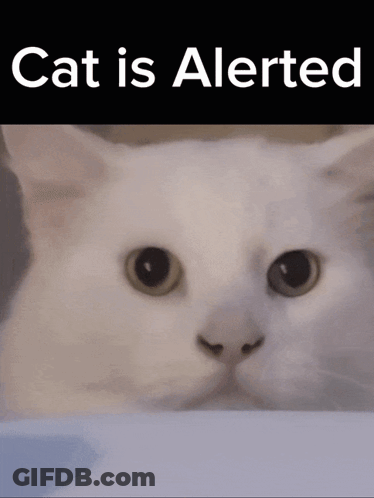 Alerted White Cat GIF