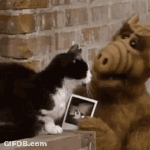 Alf From The Muppet Show Is Holding A Picture Of A Cat And Petting It . GIF