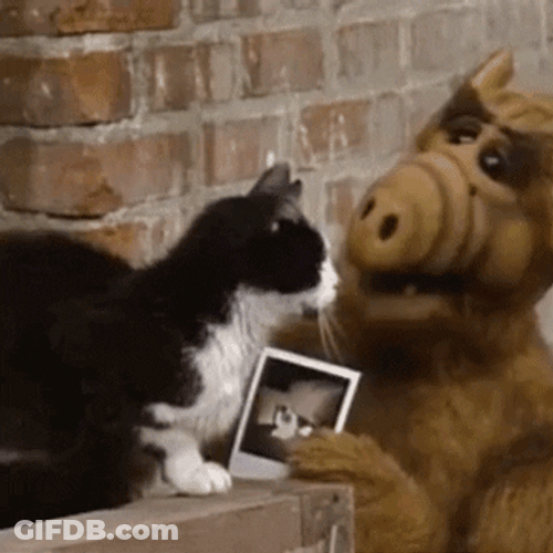 Alf Stalking Cat American Classic Sitcom GIF