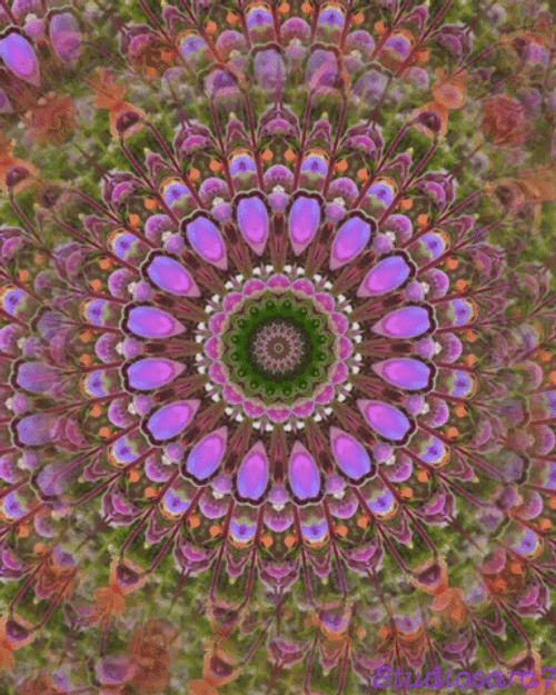 Alice In Wonderland Mandala Kaleidoscope GIF