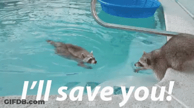 Alice In Wonderland Saying Thank You GIF