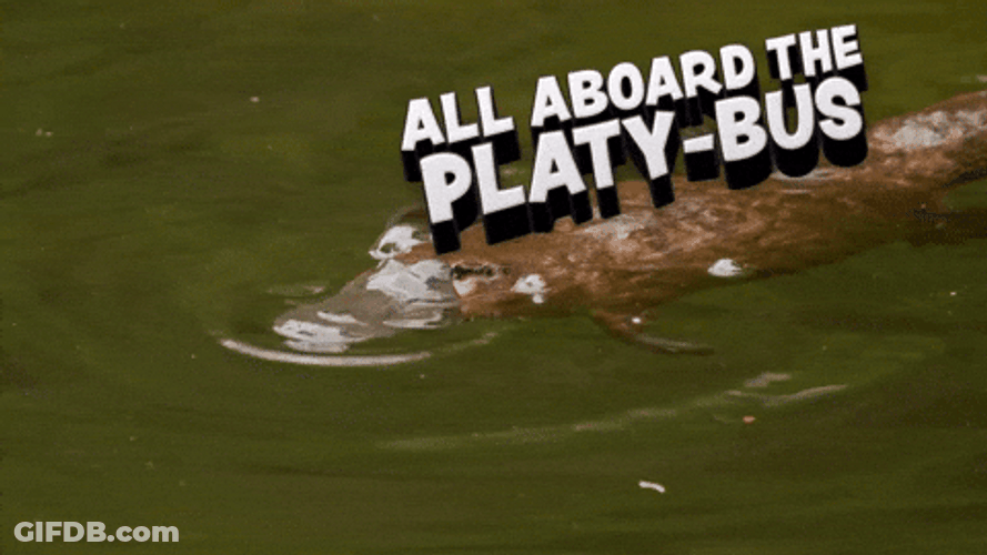 All Aboard Platybus Platypus GIF