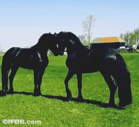 All Black Horses Playing Around GIF