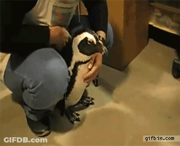 All Black Penguin Getting Newspaper GIF
