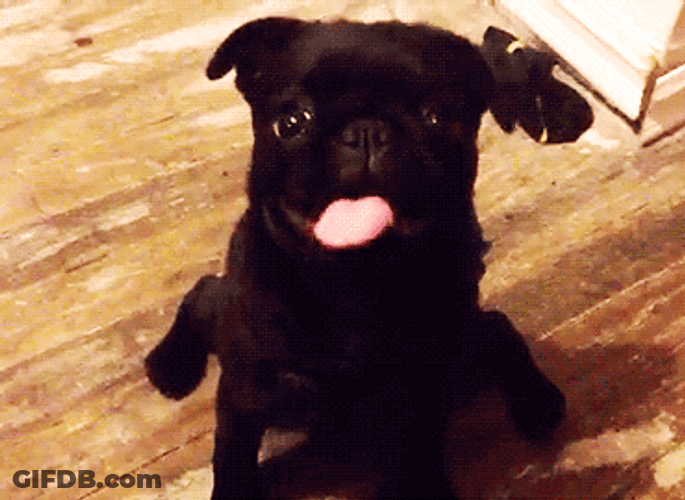All Black Pug Sticking Tongue Out GIF