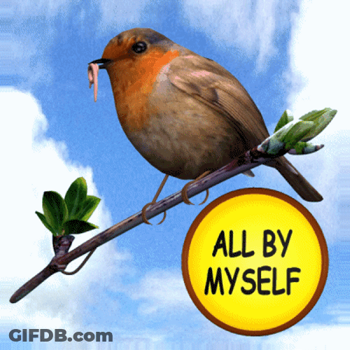 All By Myself Poor Woodpecker Bird GIF