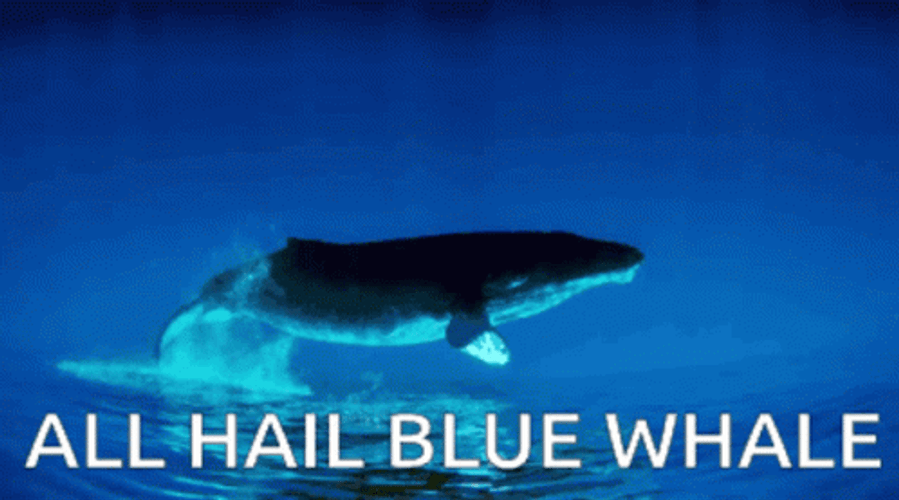 All Hail Blue Whale GIF