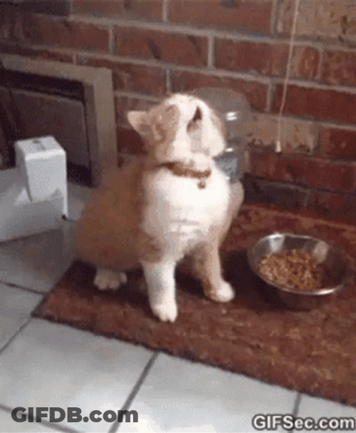 Allergies GIF