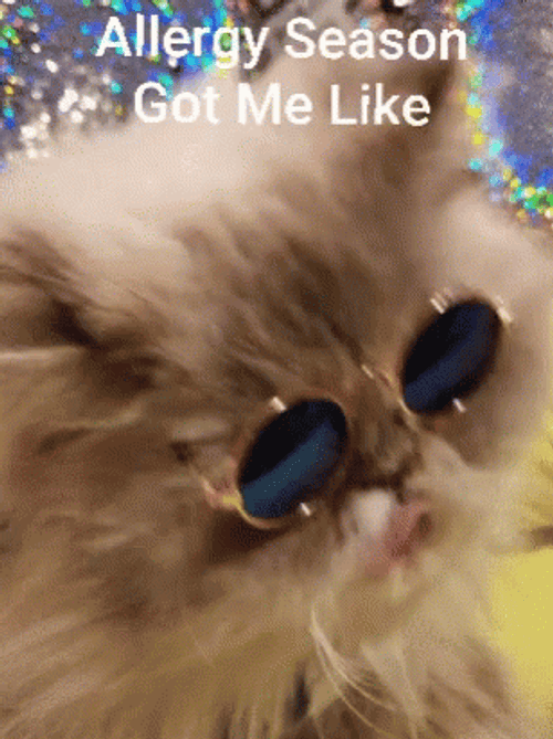 Allergies Allergy Season Got Me Like Cat GIF