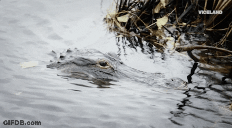 Alligator GIF