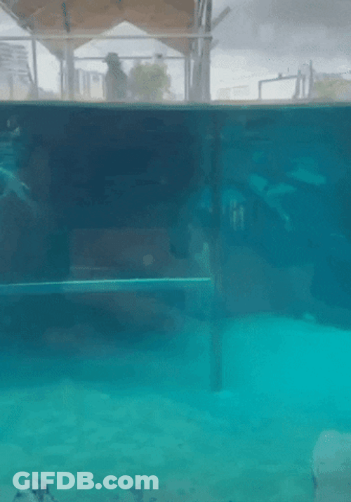 Alligator Frozen In Water GIF
