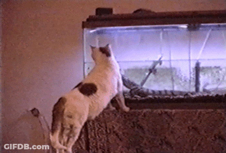 Alligator In Aquarium Scares Cat GIF