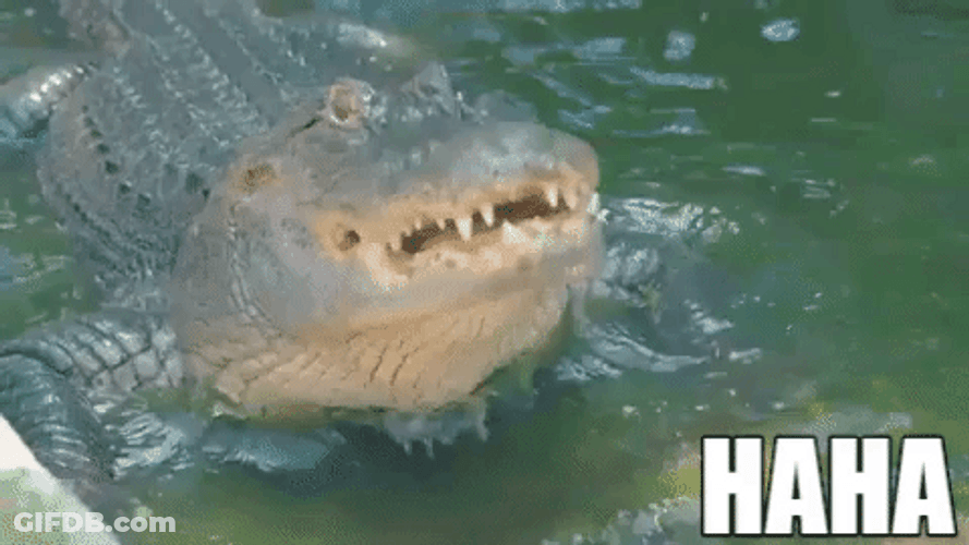 Alligator On Water Laughing Haha GIF
