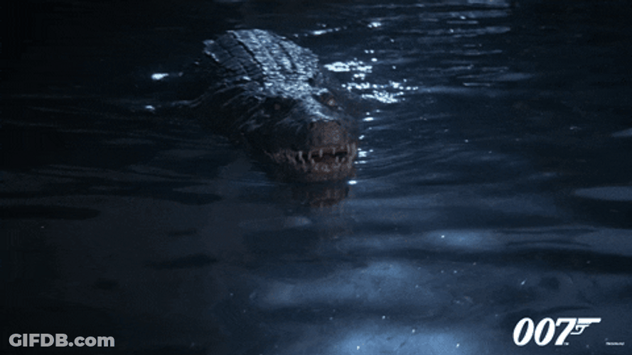 Alligator GIF