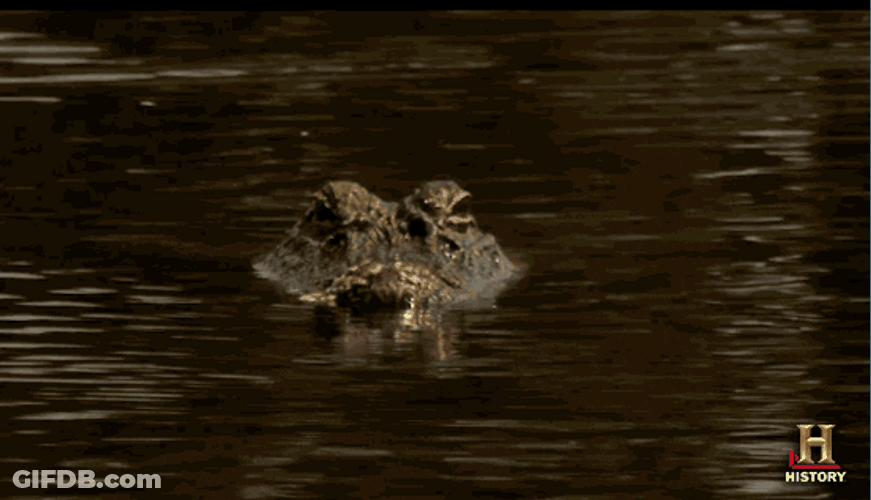 Alligator Silently Swimming On Water GIF